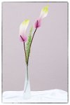 108 - ANTHURIUM 2 - GIANNI MANTOVANI - italy <div